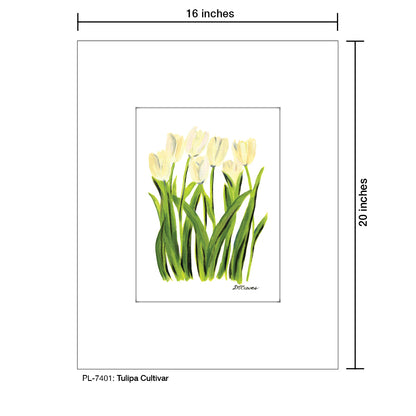 Tulipa Cultivar, Print (#7401)
