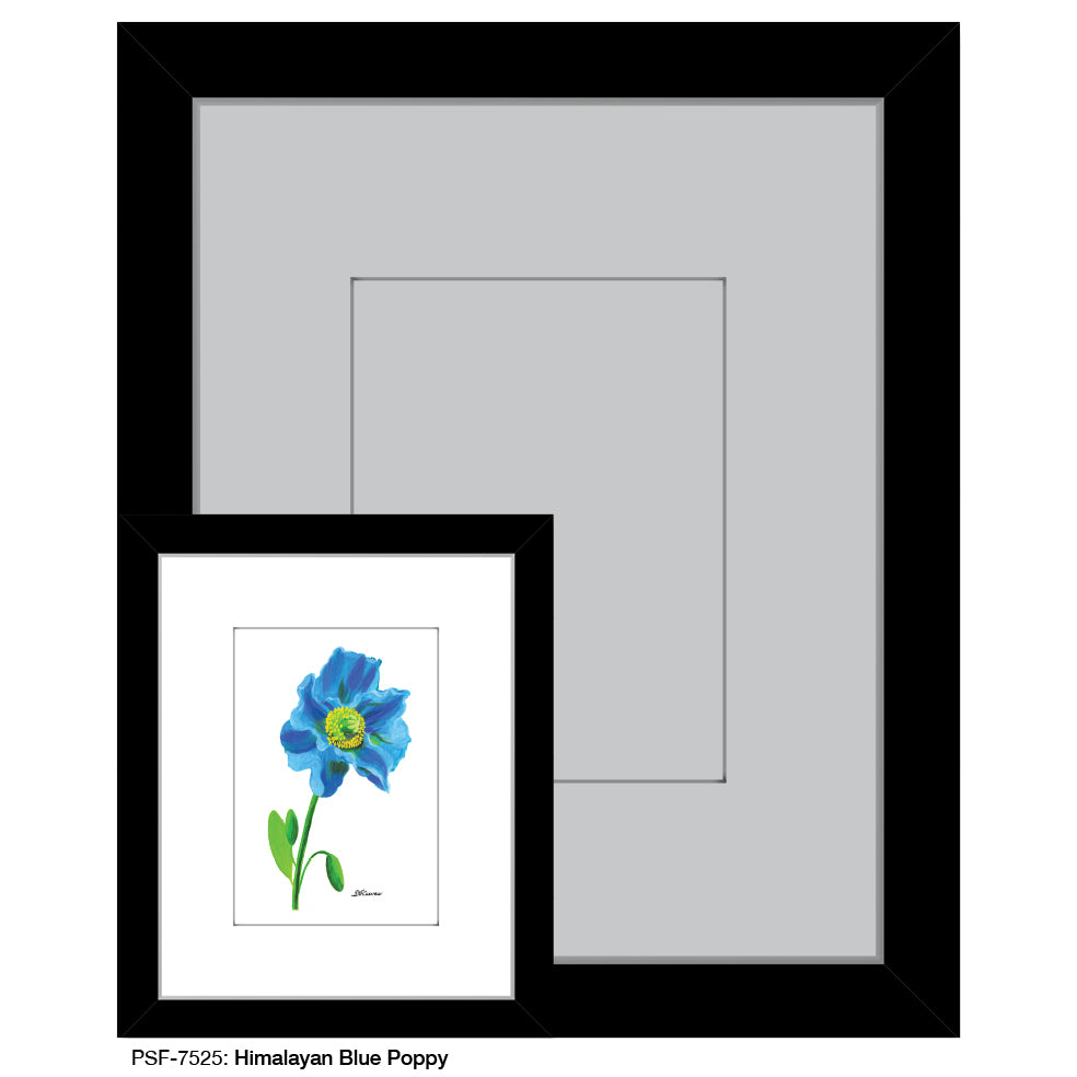 Himalayan Blue Poppy, Print (#7525)