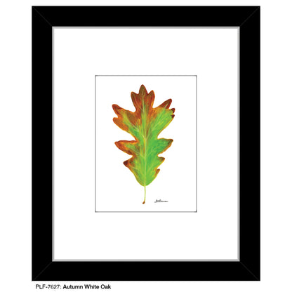 Autumn White Oak, Print (#7627)