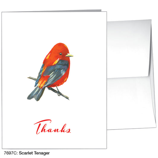 Scarlet Tenager, Greeting Card (7697C)