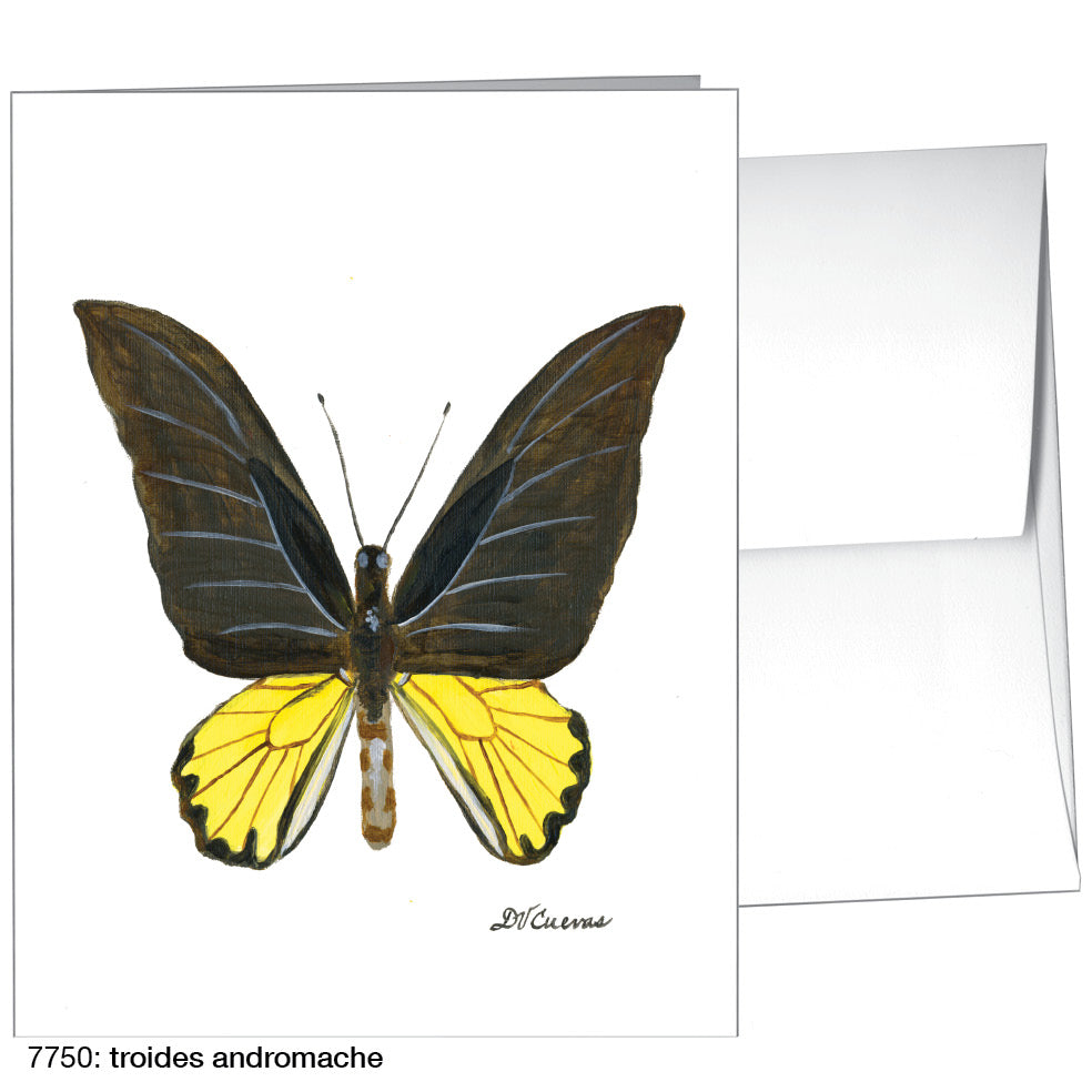 Troides Andromache, Greeting Card (7750)