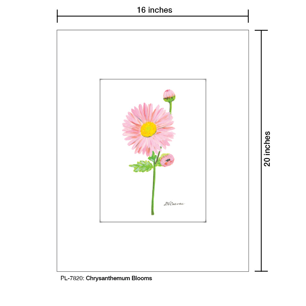 Chrysanthemum Blooms, Print (#7820)