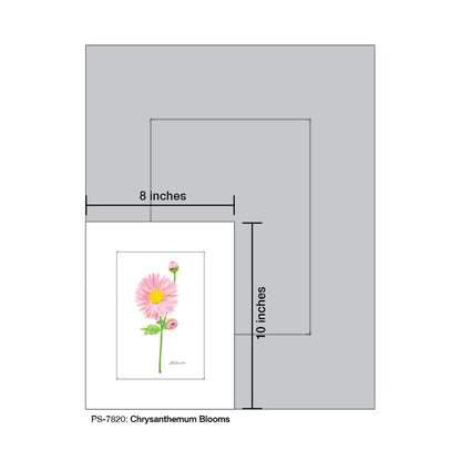 Chrysanthemum Blooms, Print (#7820)