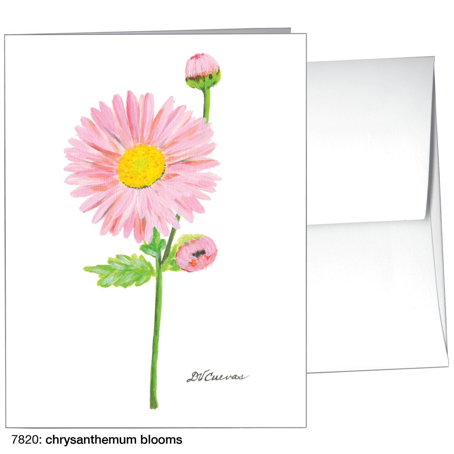 Chrysanthemum Blooms, Greeting Card (7820)