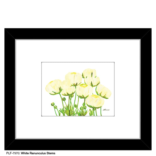 White Ranunculus Stems, Print (#7970)