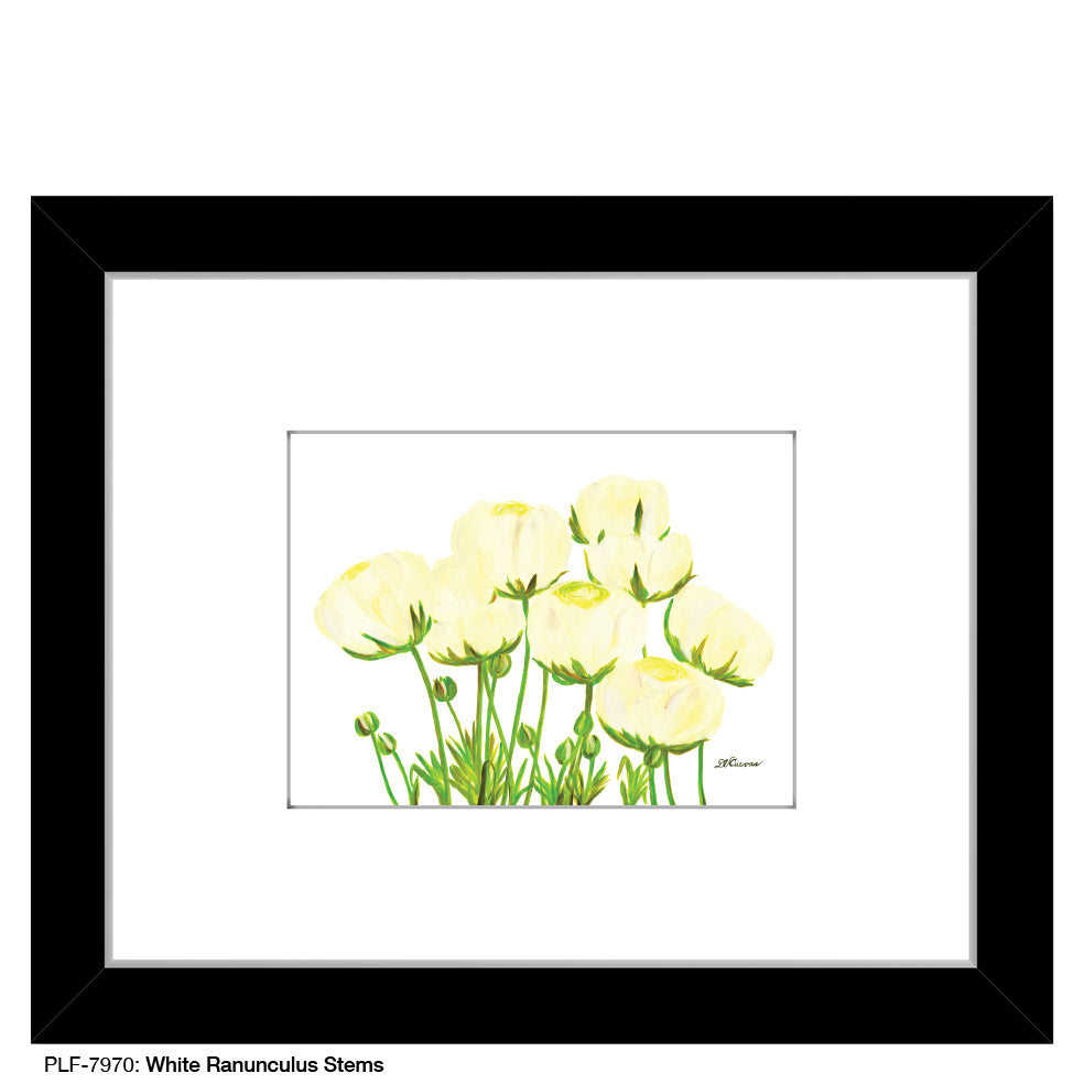 White Ranunculus Stems, Print (#7970)