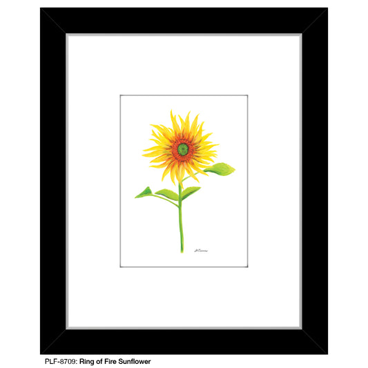 Ring of Fire Sunflower, Print (#8709)